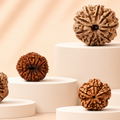 1-14 Mukhi Rudraksha