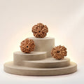 1–14 Mukhi Rudraksha