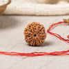 Rudraksha