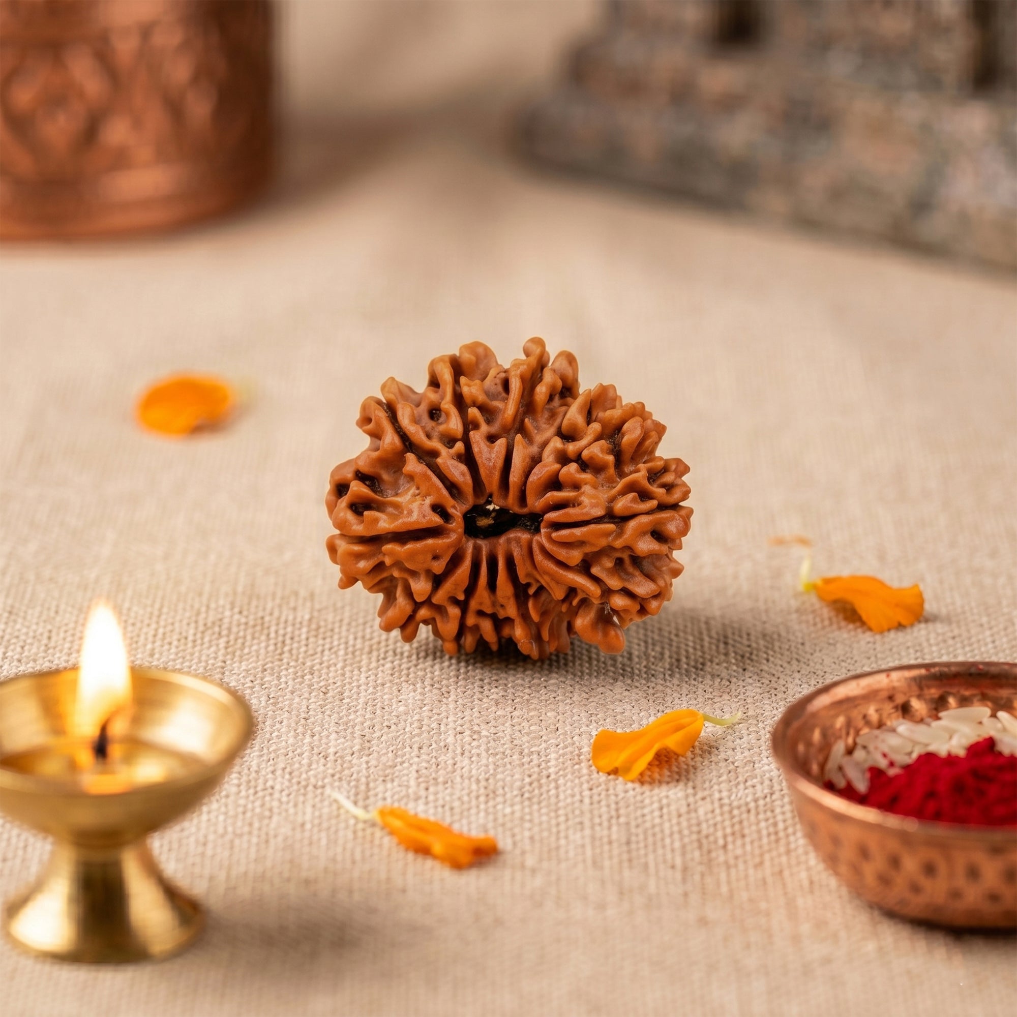 13 Mukhi Rudraksha collection cover