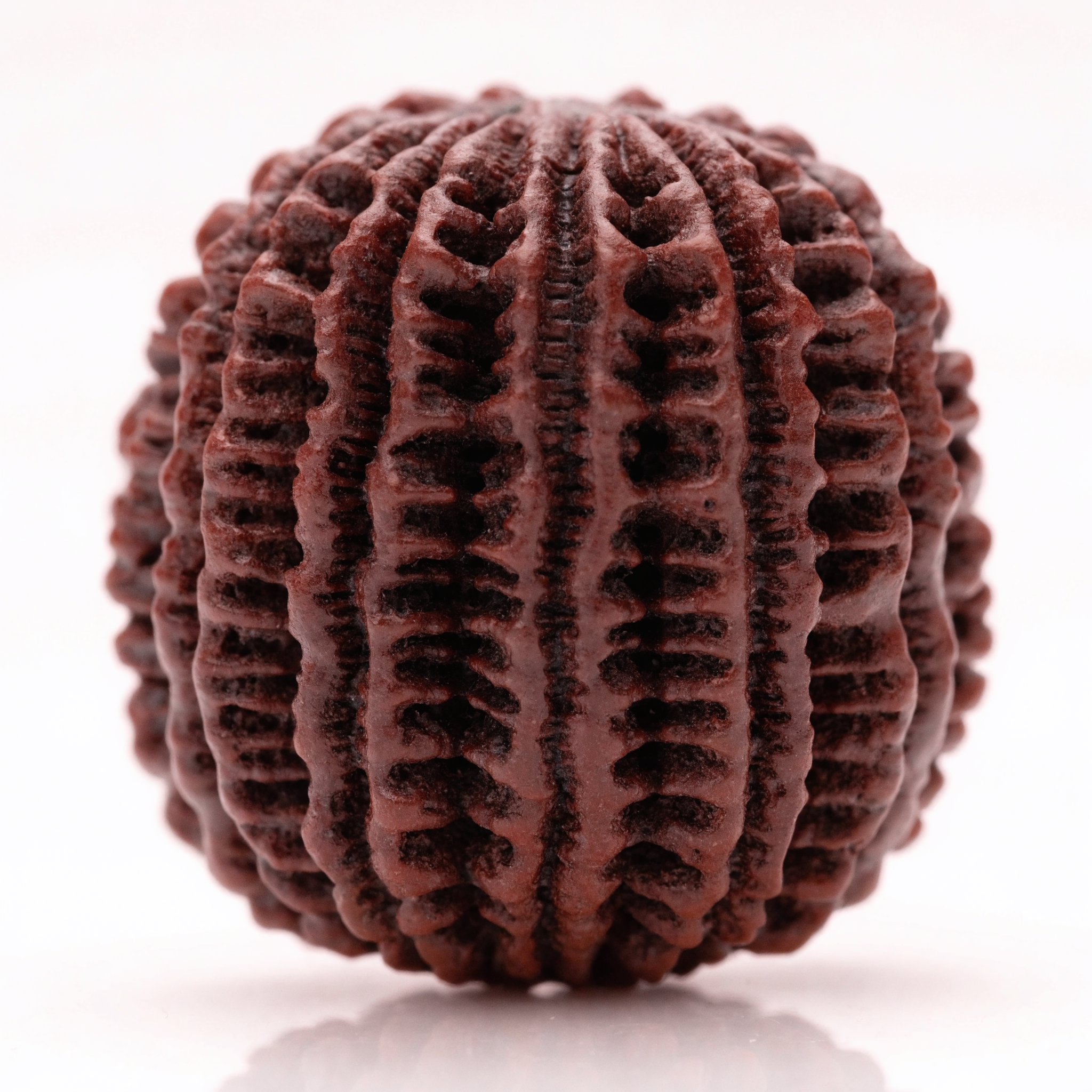 Rare and collector Rudraksha collection - certified high-Mukhi Rudraksha beads