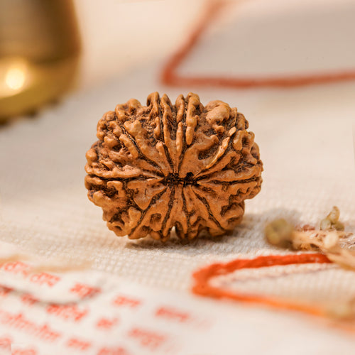 10 Mukhi Rudraksha Bead (Nepal) – Protection & Peace (Certified)
