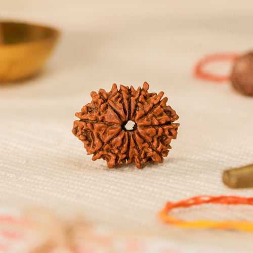 12 Mukhi Rudraksha Bead (Nepal) – Energy & Leadership (Surya) (Certified)