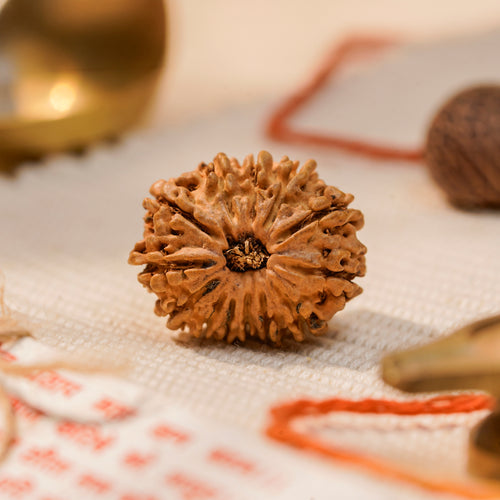 12 Mukhi Rudraksha Bead (Nepal) – Energy & Leadership (Surya) (Certified)