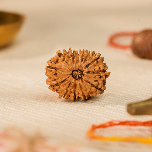 13 Mukhi Rudraksha Bead (Nepal) – Charm & Fulfilment (Certified)