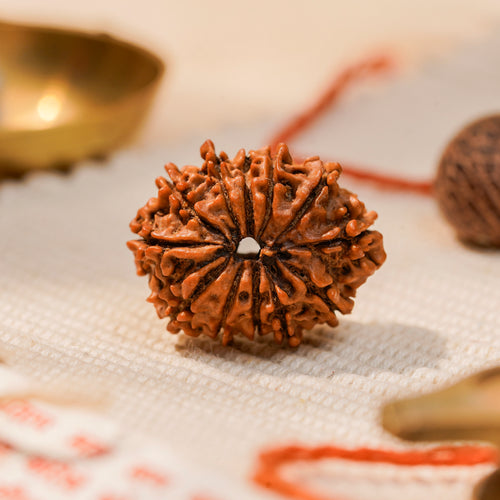 13 Mukhi Rudraksha Bead (Nepal) – Charm & Fulfilment (Certified)