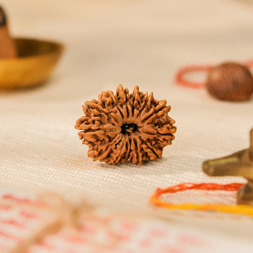 14 Mukhi Rudraksha Bead (Nepal) – Intuition & Protection (Certified)