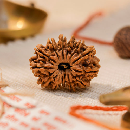 14 Mukhi Rudraksha Bead (Nepal) – Intuition & Protection (Certified)