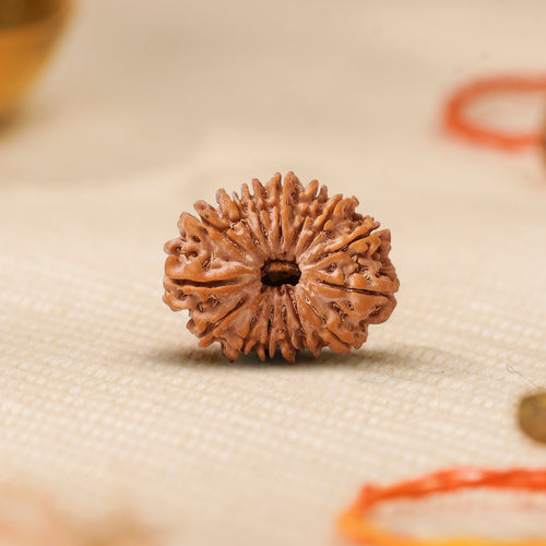 15 Mukhi Rudraksha Bead (Indonesian) – Awakening & Inner Strength (Certified)