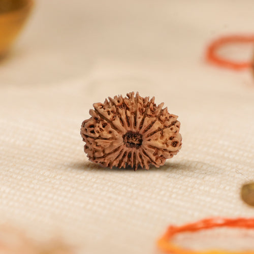 16 Mukhi Rudraksha Bead ( Indonesian) – Victory & Protection (Jaya) (Certified)