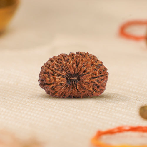 20 Mukhi Rudraksha Bead (Indonesian) – Knowledge & Wisdom (Brahma) (Certified)
