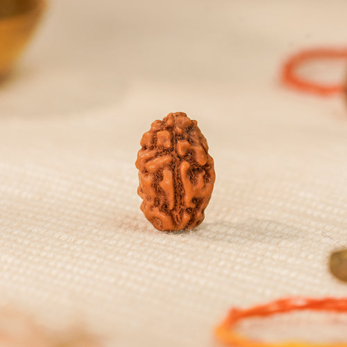 2 Mukhi Rudraksha Bead (Nepal) – Relationships & Harmony (Certified)