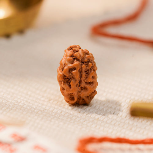 2 Mukhi Rudraksha Bead (Nepal) – Relationships & Harmony (Certified)