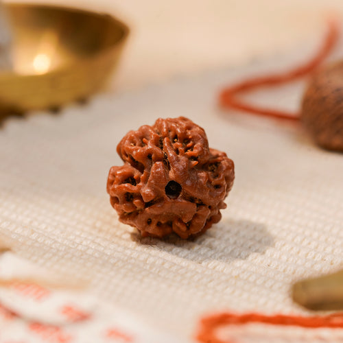 3 Mukhi Rudraksha Bead (Nepal) – Confidence & Energy (Certified)