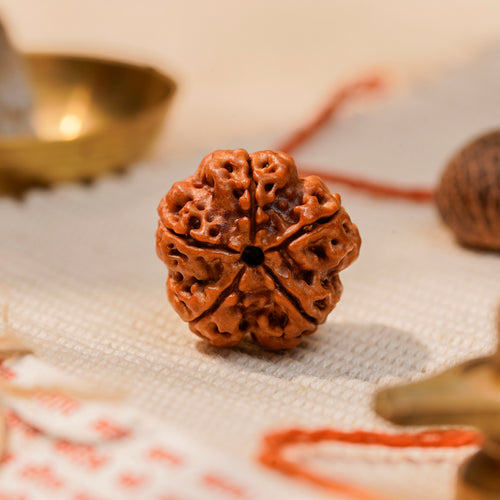 5 Mukhi Rudraksha Bead (Nepal) – Peace, Health & Calm (Shiva) (Certified)