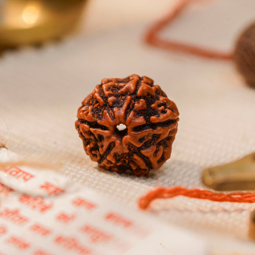 6 Mukhi Rudraksha Bead (Nepal) – Willpower & Confidence (Certified)