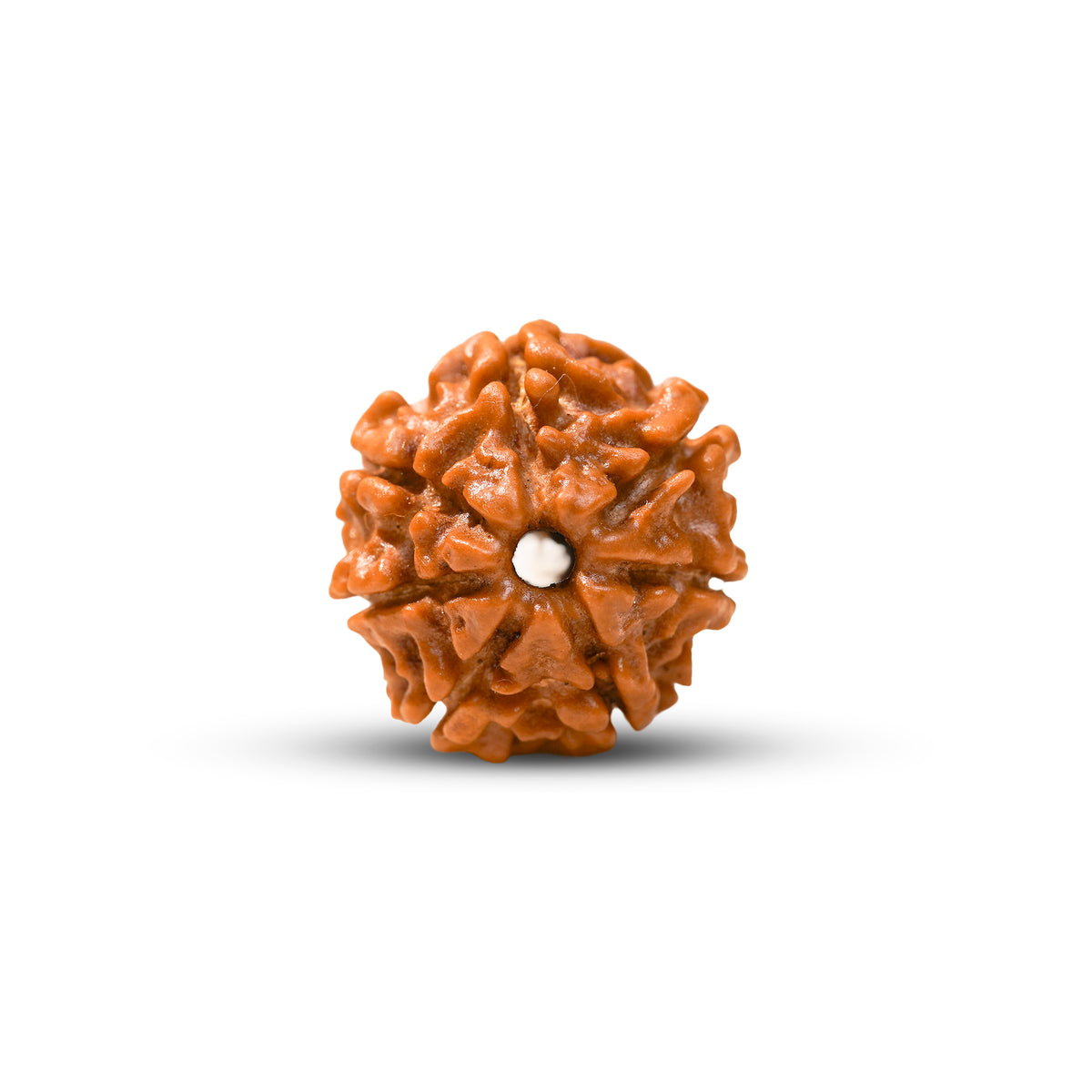 7 Mukhi Rudraksha Bead, additional view — Horocosmo