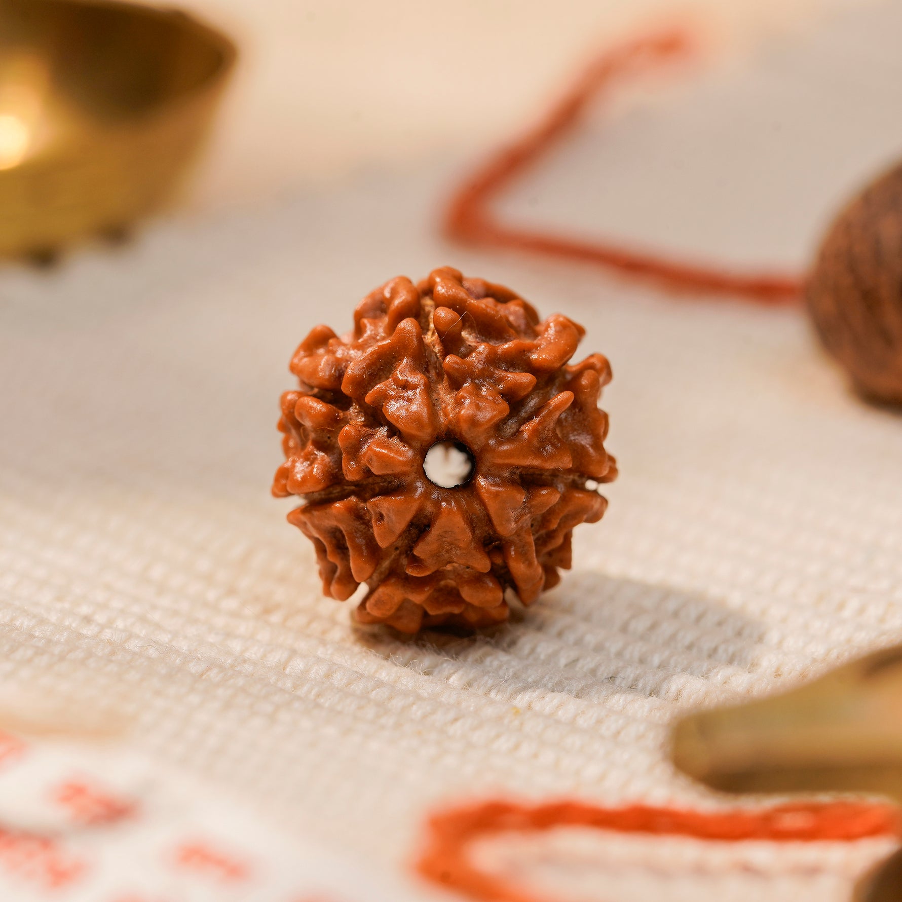 7 Mukhi Rudraksha Bead, alternate view — Horocosmo