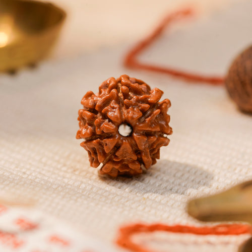 7 Mukhi Rudraksha Bead (Nepal) – Wealth & Sade Sati Relief (Mahalakshmi) (Certified)