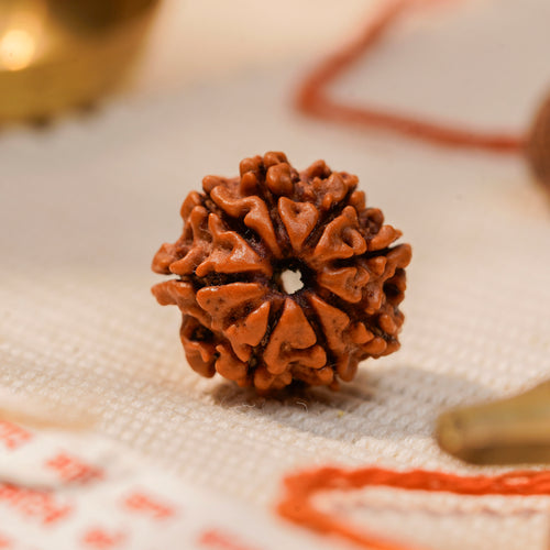 8 Mukhi Rudraksha Bead (Nepal) – Removing Obstacles (Ganesha) (Certified)
