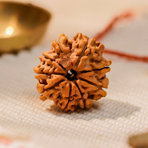 9 Mukhi Rudraksha Bead (Nepal) – Strength & Protection (Durga) (Certified)