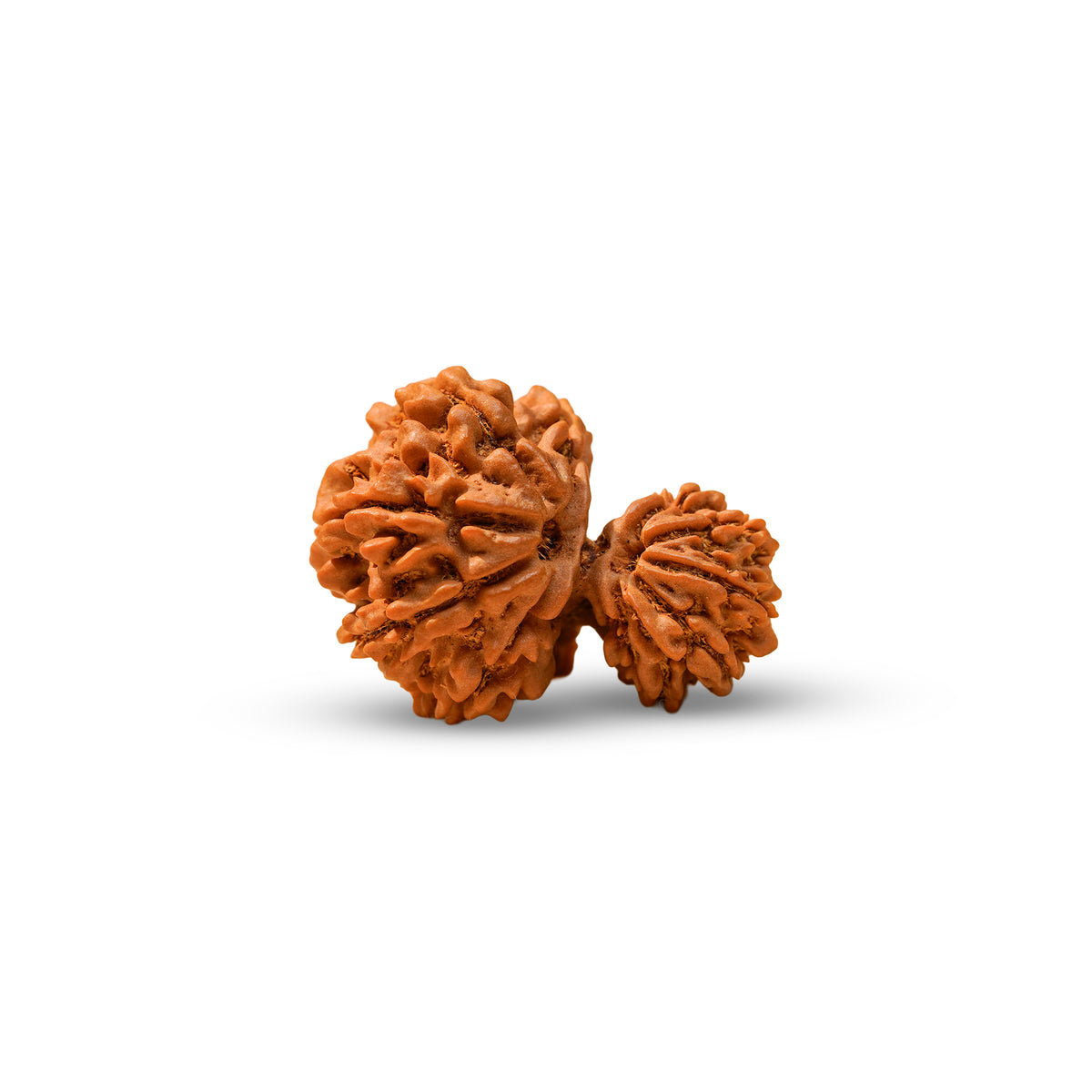 Nepal Origin Garbh Gauri Rudraksha, alternate view — Horocosmo