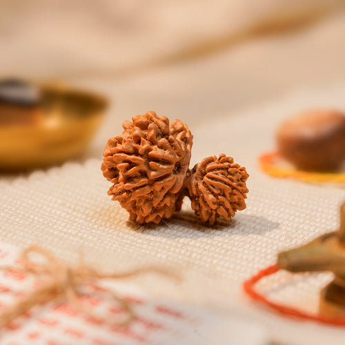 Nepal Origin Garbh Gauri Rudraksha - 20mm to 24mm (Protection & Safety, Certified)