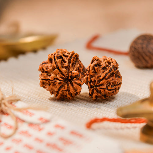 Nepal Origin Gauri Shankar Rudraksha - 20mm to 24mm (Protection & Safety, Certified)