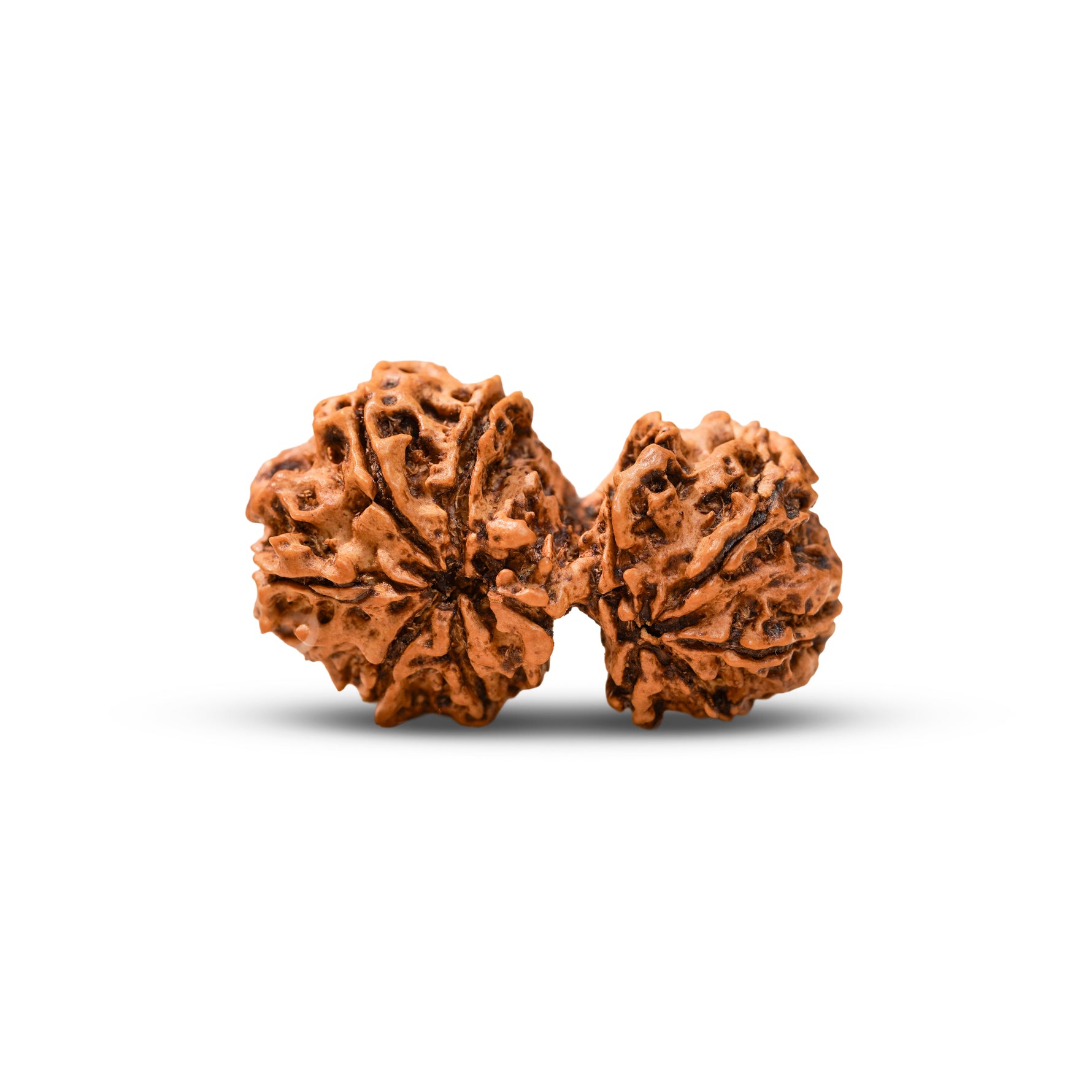 Nepal Origin Gauri Shankar Rudraksha, additional view — Horocosmo