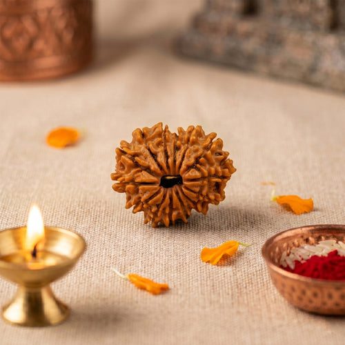 14 Mukhi Rudraksha Bead (Nepal) – Intuition & Protection (Certified)