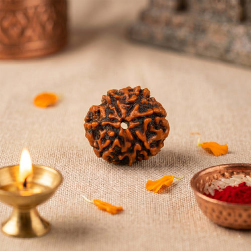 6 Mukhi Rudraksha Bead (Nepal) – Willpower & Confidence (Certified)