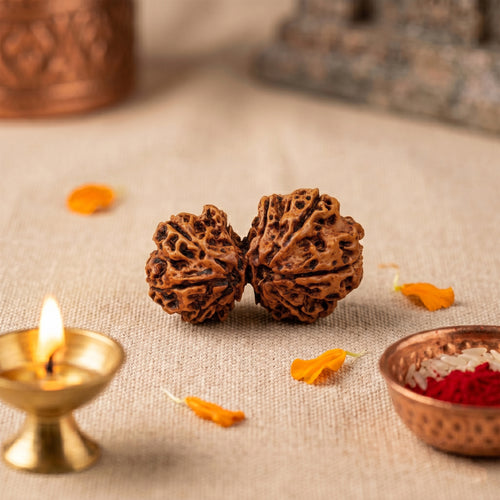 Nepal Origin Gauri Shankar Rudraksha - 20mm to 24mm (Protection & Safety, Certified)