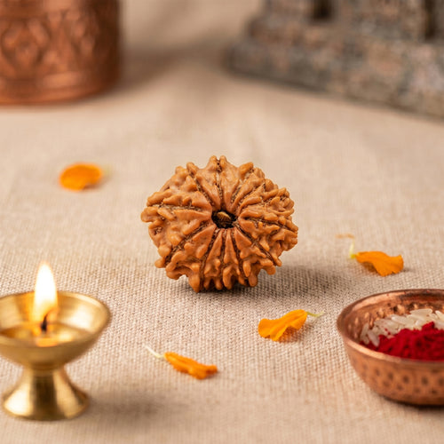 12 Mukhi Rudraksha Bead (Nepal) – Energy & Leadership (Surya) (Certified)