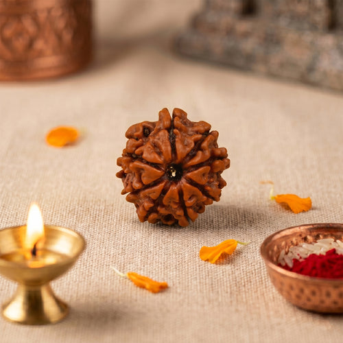 8 Mukhi Rudraksha Bead (Nepal) – Removing Obstacles (Ganesha) (Certified)