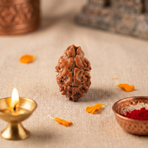 2 Mukhi Rudraksha Bead (Nepal) – Relationships & Harmony (Certified)