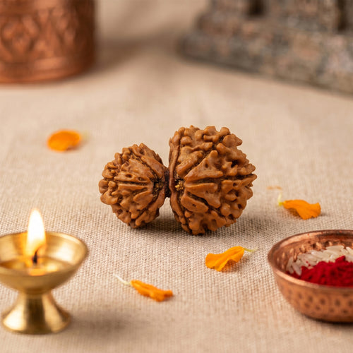 Nepal Origin Garbh Gauri Rudraksha - 20mm to 24mm (Protection & Safety, Certified)