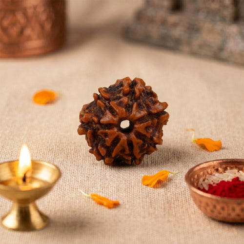 7 Mukhi Rudraksha Bead (Nepal) – Wealth & Sade Sati Relief (Mahalakshmi) (Certified)