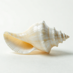 Puja shankh (blowing conch) for temple & daily aarti, energised — Horocosmo