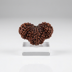 Nepal Trijuti Rudraksha