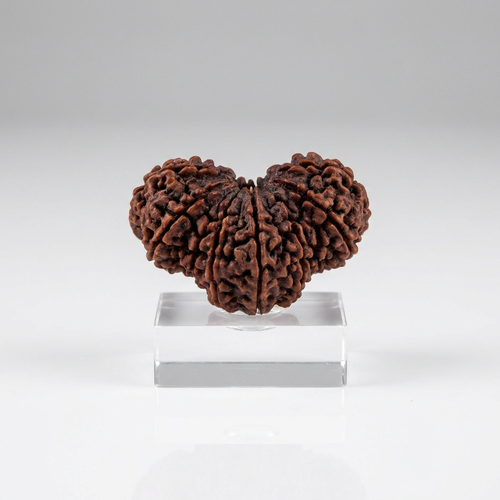 Nepal Trijuti Rudraksha (Certified) – Rare Three-Joined Power Bead