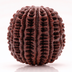 15 Mukhi Rudraksha Bead Nepal