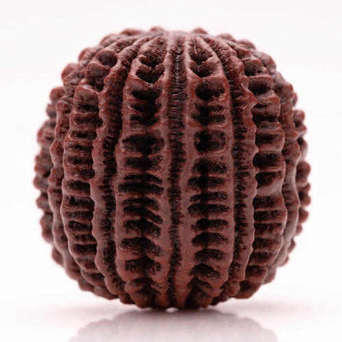 15 Mukhi Rudraksha Bead (Nepal) – Awakening & Inner Strength (Certified)