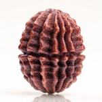 16 Mukhi Rudraksha Bead Nepal