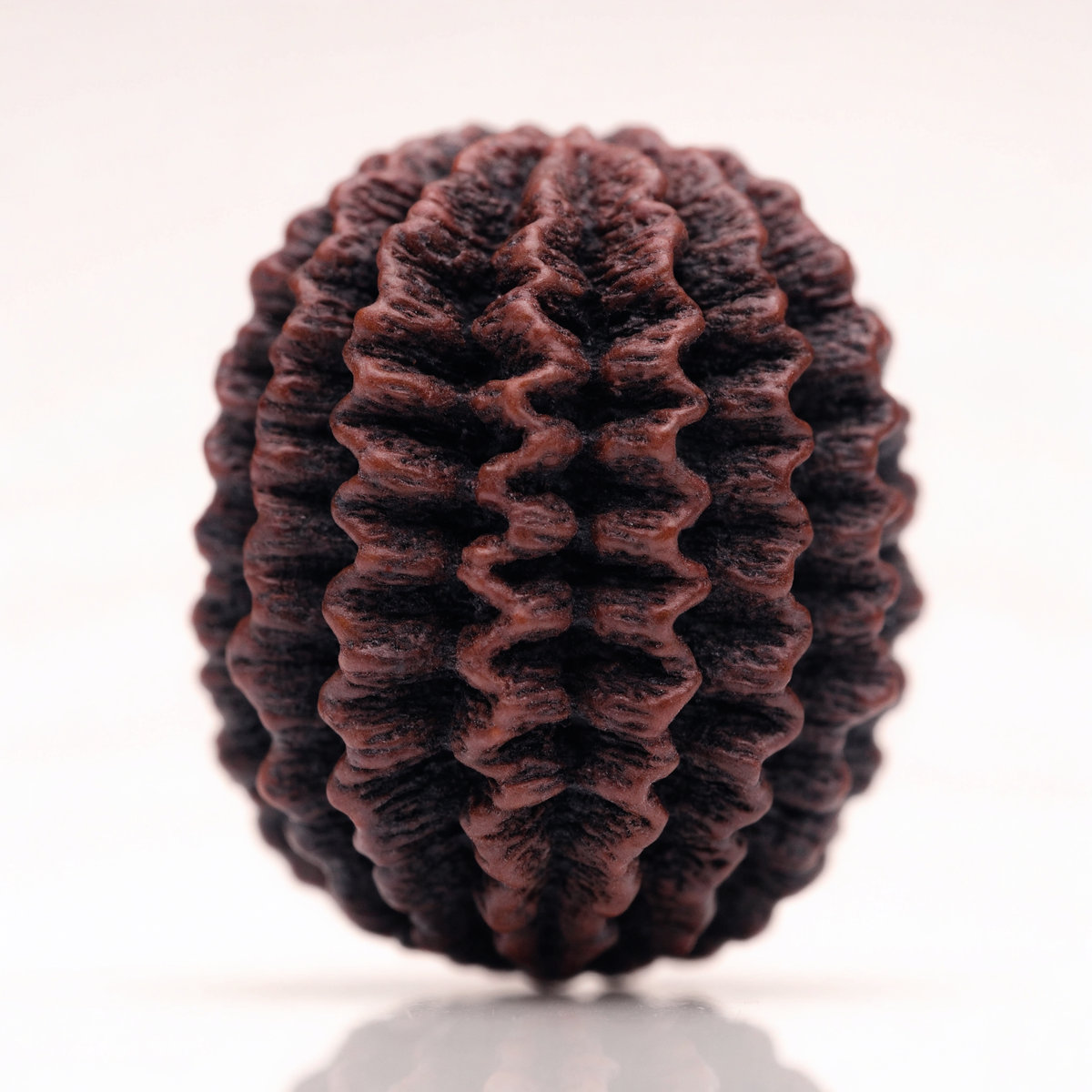 17 Mukhi Rudraksha Bead Nepal