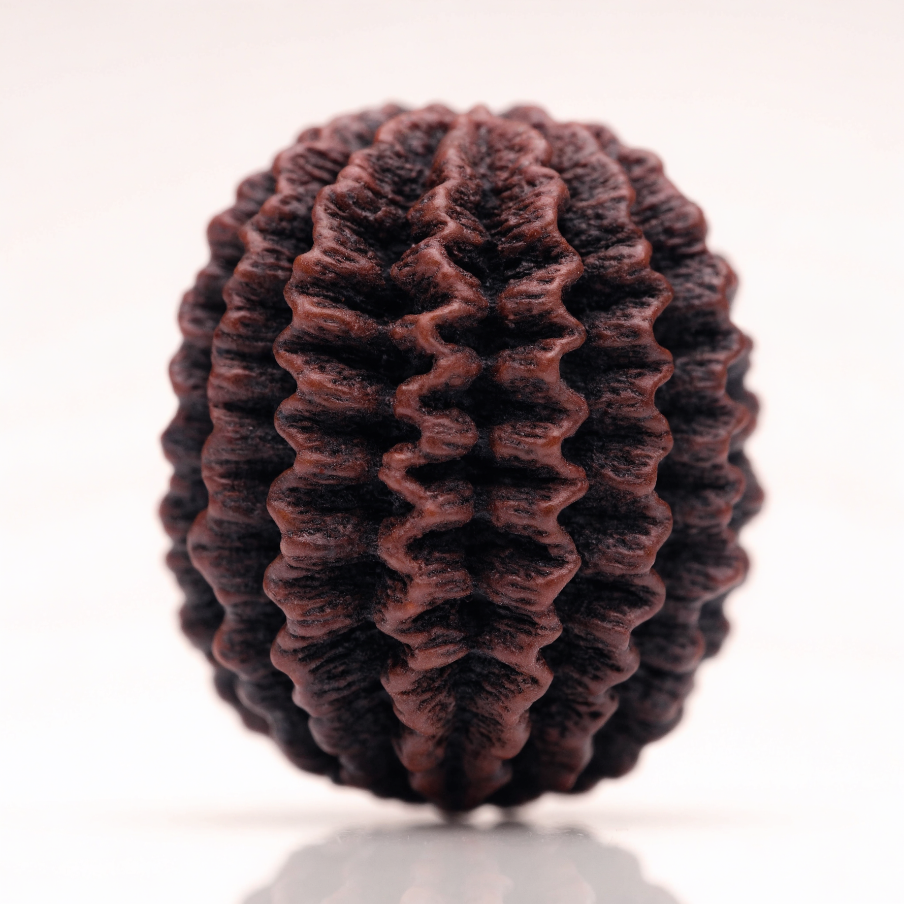 17 Mukhi Rudraksha Bead Nepal