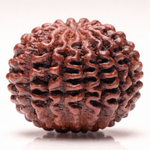 18 Mukhi Rudraksha Bead Nepal