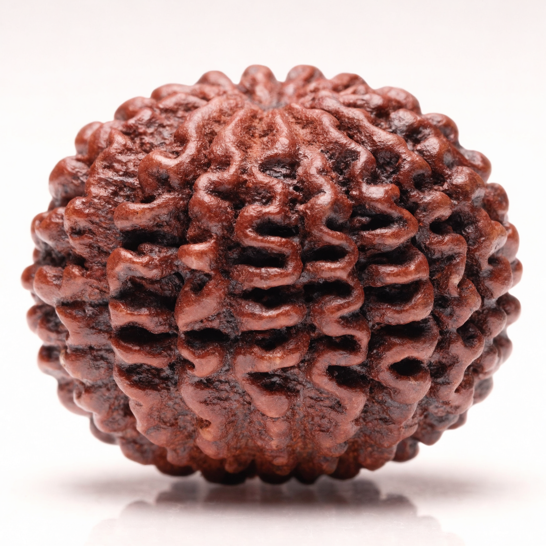 18 Mukhi Rudraksha Bead Nepal