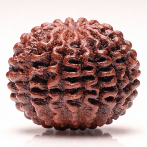 18 Mukhi Rudraksha Bead (Nepal) – Grounding & Protection of Mother and Child (Certified)