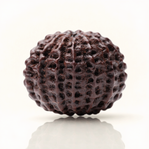 19 Mukhi Rudraksha Bead (Nepal) – Fulfilment & Completeness (Certified)