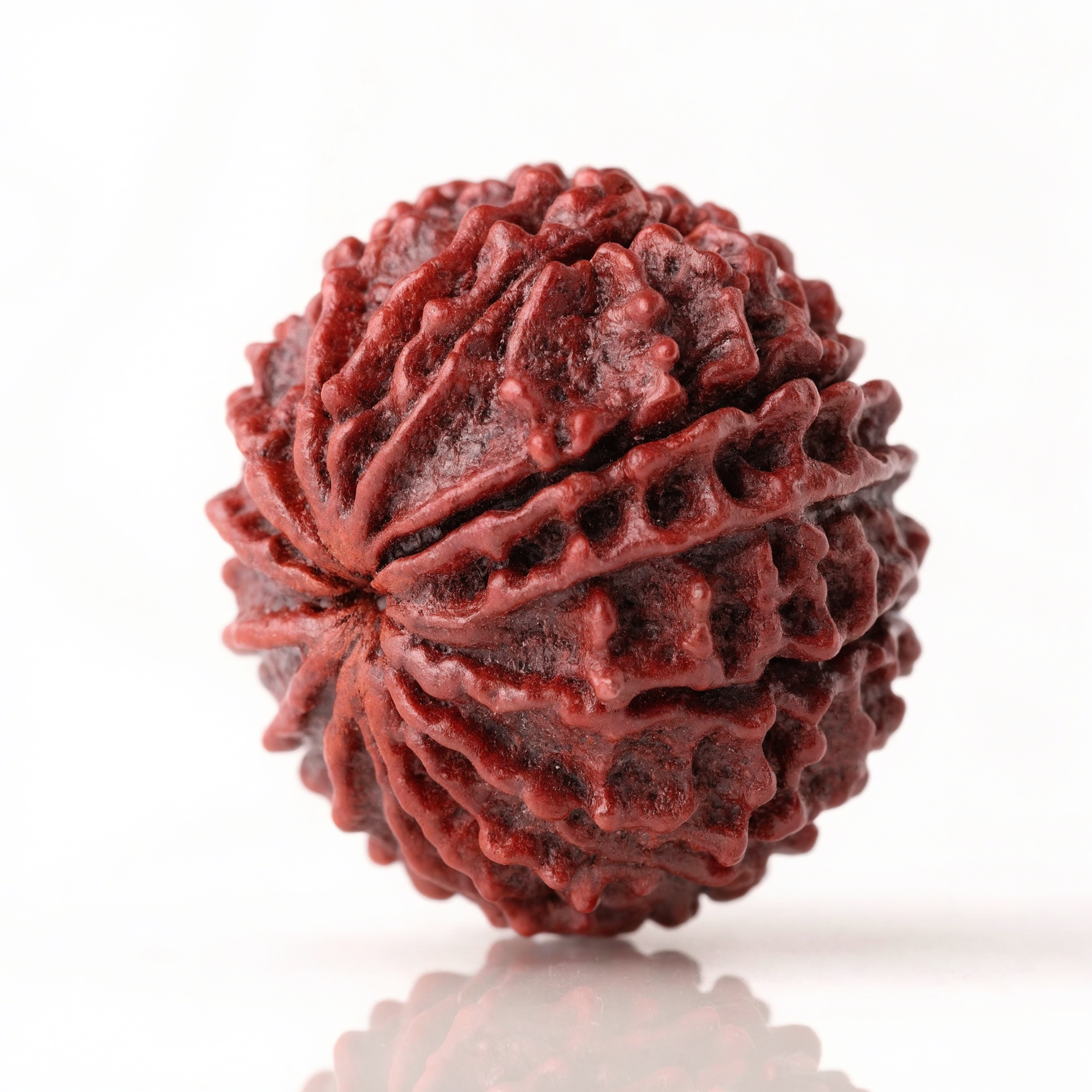 20 Mukhi Rudraksha Bead Nepal